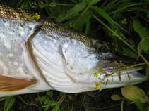 foto/forum/2011/th-img18271.jpg