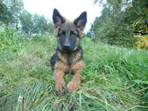 foto/forum/2011/th-img18311.jpg
