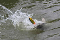 foto/forum/2011/th-img18334.jpg