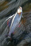 foto/forum/2011/th-img18494.jpg