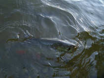 foto/forum/2011/th-img18499.jpg