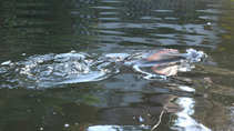 foto/forum/2011/th-img18503.jpg
