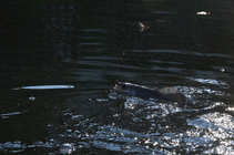 foto/forum/2011/th-img18504.jpg