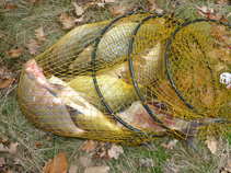 foto/forum/2011/th-img18533.jpg