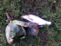 foto/forum/2011/th-img18538.jpg