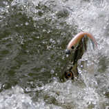foto/forum/2011/th-img18601.jpg