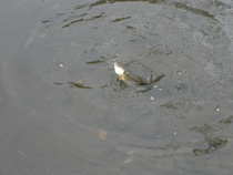 foto/forum/2011/th-img18630.jpg