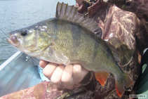foto/forum/2011/th-img18647.jpg