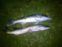 foto/forum/2011/th-img18673.jpg
