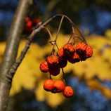 foto/forum/2011/th-img18711.jpg