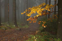foto/forum/2011/th-img18716.jpg