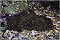 foto/forum/2011/th-img18784.jpg