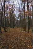 foto/forum/2011/th-img18820.jpg
