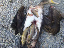 foto/forum/2011/th-img18831.jpg