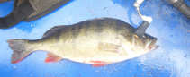 foto/forum/2011/th-img18849.jpg