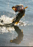 foto/forum/2011/th-img18854.jpg