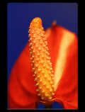 foto/forum/2011/th-img18864.jpg