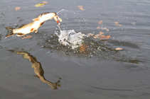 foto/forum/2011/th-img18891.jpg