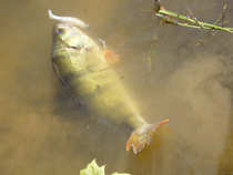 foto/forum/2011/th-img18980.jpg