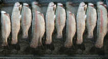 foto/forum/2011/th-img18998.jpg