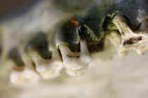 foto/forum/2011/th-img19026.jpg
