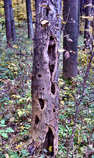 foto/forum/2011/th-img19098.jpg