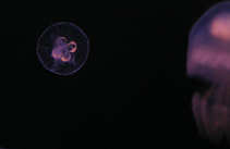 foto/forum/2011/th-img19126.jpg
