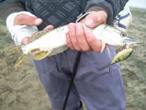 foto/forum/2011/th-img19203.jpg