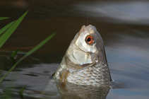 foto/forum/2011/th-img19283.jpg