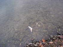 foto/forum/2011/th-img19284.jpg