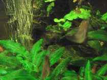 foto/forum/2012/th-img19331.jpg
