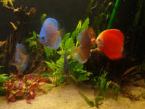 foto/forum/2012/th-img19342.jpg