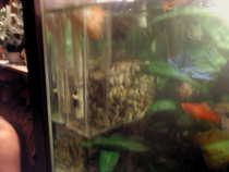 foto/forum/2012/th-img19361.jpg