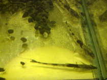 foto/forum/2012/th-img19378.jpg