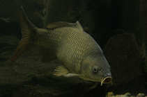 foto/forum/2012/th-img19421.jpg