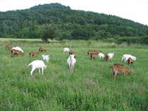 foto/forum/2012/th-img19518.jpg