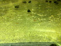 foto/forum/2012/th-img19671.jpg