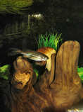 foto/forum/2012/th-img19710.jpg