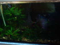 foto/forum/2012/th-img19736.jpg