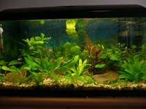 foto/forum/2012/th-img19854.jpg
