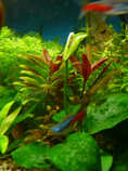 foto/forum/2012/th-img19908.jpg