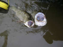 foto/forum/2012/th-img19910.jpg
