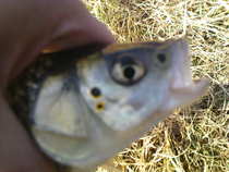 foto/forum/2012/th-img19934.jpg