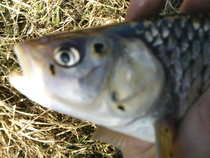 foto/forum/2012/th-img19935.jpg