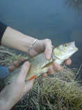 foto/forum/2012/th-img20073.jpg