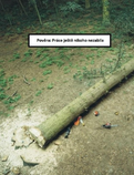 foto/forum/2012/th-img20234.png