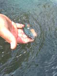 foto/forum/2012/th-img20339.jpg