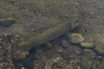 foto/forum/2012/th-img20354.jpg