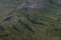 foto/forum/2012/th-img20360.jpg