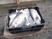 foto/forum/2012/th-img20374.jpg